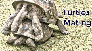 Turtles Mating Funny Noise - Watch with Sound | Giant Turtles Mating Sounds: Try Not to Laugh!