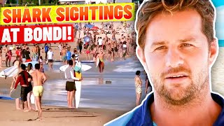 Shark Sighting At Bondi Beach