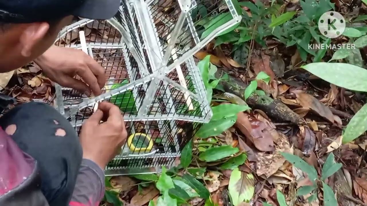 Mikat burung cucak ijo!!!!!