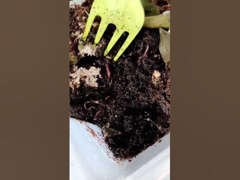 Салат для моих пацанов 😅 #вермикомпостирование #вермиферма #компост # ...