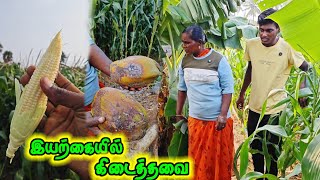 வயலல இனற இயறகயன மலம நமகக கடதத பரடகள