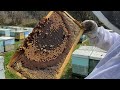 Spring splitting bees  using excluders