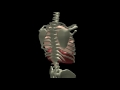 Breathing Mechanism Animation
