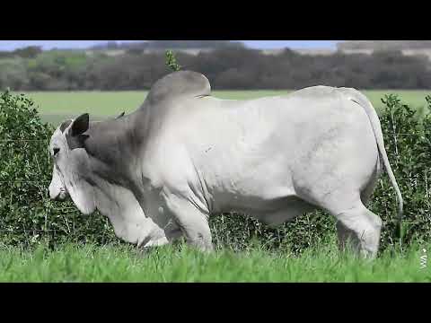 LOTE 32 - REMC A6254, Touro Nelore à venda no Leilão Genética Aditiva EXPOGENÉTICA MS 2025