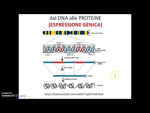 Video: LS X: Riduzione Automatizzata Dell'eterogeneità Del Tasso Evolutivo Del Lignaggio Specifico Per L'inferenza Della Filogenesi Multi-gene