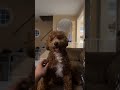Buddy happy #dog #puppy #doglover #dogs #barking #dogtraining #dogshorts #doglife #buddythedog
