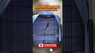 Burung Murai Batu Isian Mewah Siap Manggung