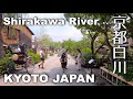 Kyoto, Walking Along Shirakawa River - From Gion to Sanjo-Higashiyama [4K] POV