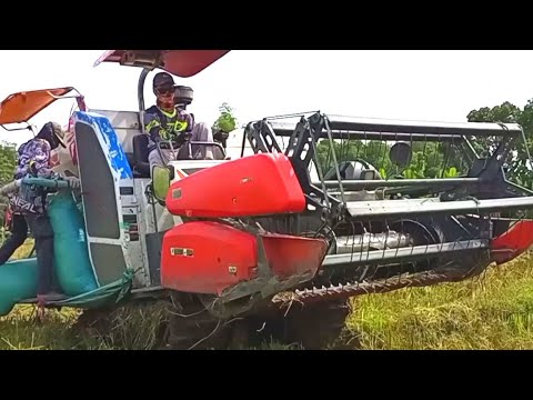 STORY  COMBI HARVESTER || Operator tampak gagah diatas kabin