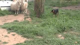 KELPIE RUBY WORKING SHEEP