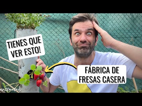 Video: Cultivo vertical de fresas en casa
