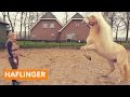 Haflinger | PaardenpraatTV