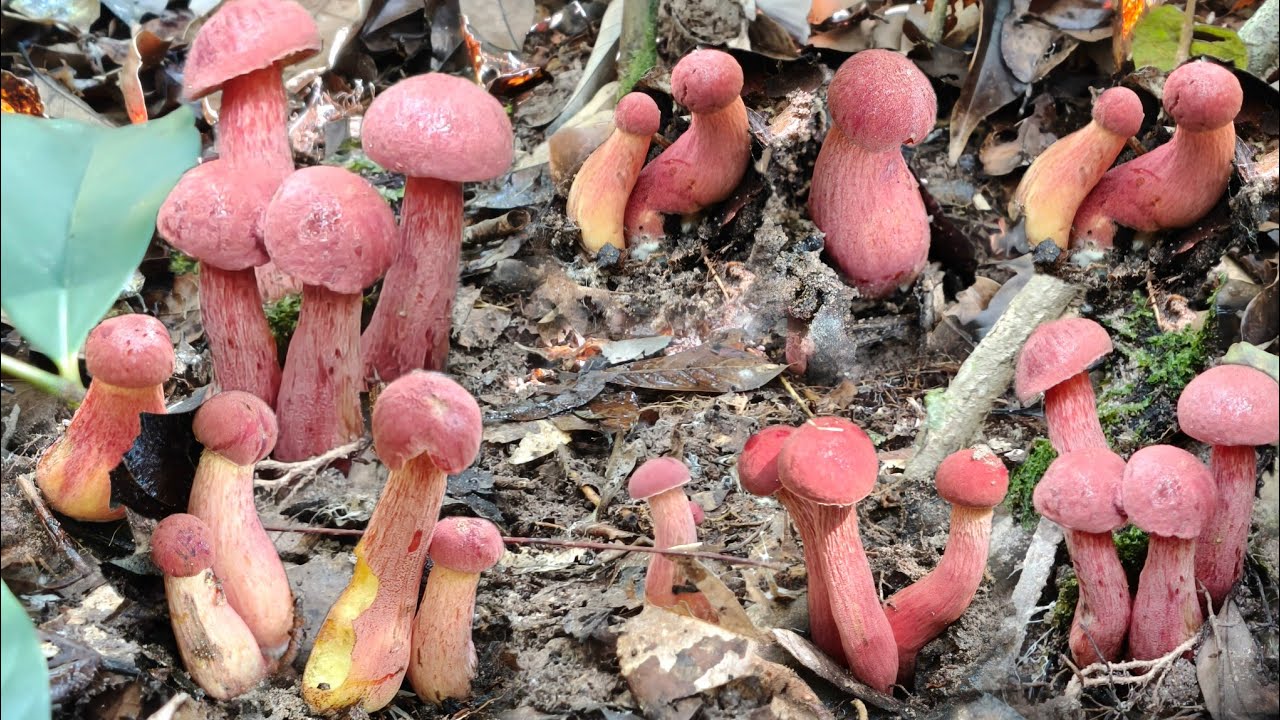 ป๊าดเจอแล้วเก็บดอกแรกของปีเริ่มโผล่เช้าวันที่ 6 มีนาคมปี 2569 ดอกสวยๆอวบๆเลยพี่น้อง 6/มีค/69