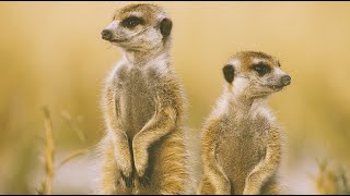 Magic meerkat moments in Tswalu