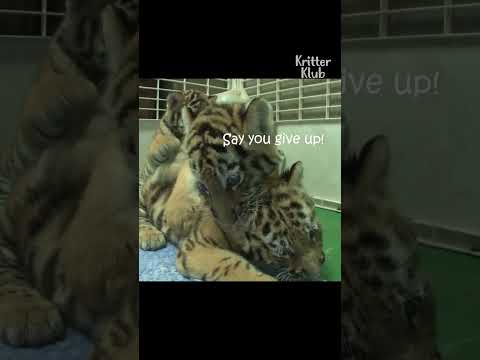 Wideo: Pet Scoop: Dog adoptuje tygrysa syberyjskiego, zepsuty kotek Karla Lagerfelda ma dwie maids