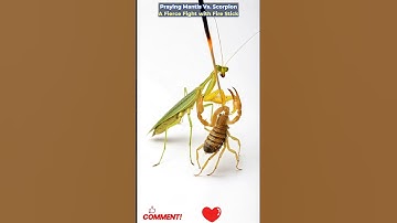 #PrayingMantis #Scorpion #NatureFight