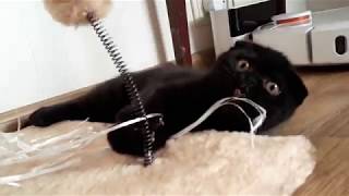 Черный шотландский вислоухий котенок играет с шариками Черный шотландский вислоухий котенок играет с шариками