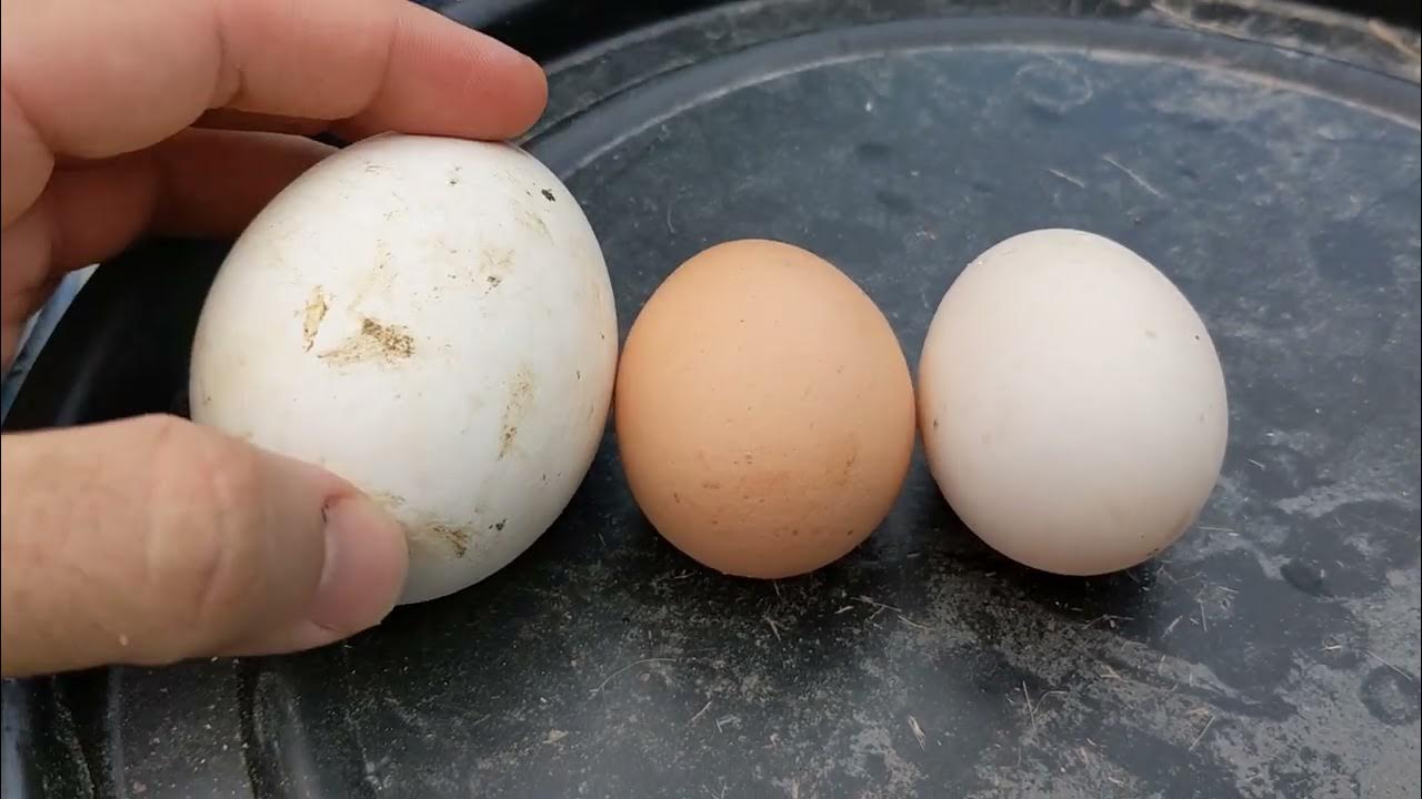 Goose vs. Chicken vs. Duck egg sizes YouTube
