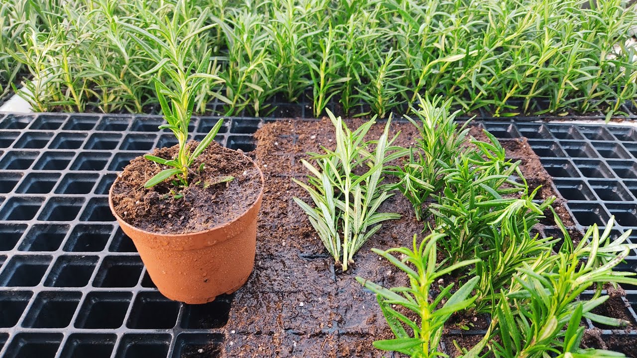 Biberiye Köklendirme ve Üretimi