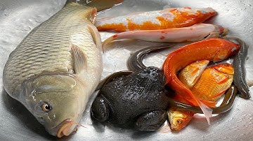 Kem Chanel bắt các con vật trốn trong quả bóng bay có con cá, cá chép, gà màu sắc, cá vàng, con ếch