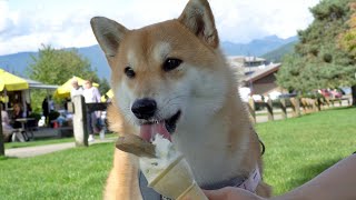 Shiba Inu eating Doggie Ice Cream