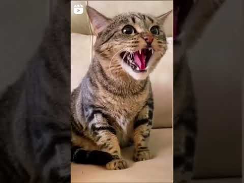 Video: Toote ülevaade: Hagen Vesper V-Tower Cat mööbel