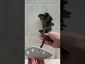 Easy Kale and Herb Stripper