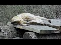 Critically Cute Wolf Flaunts Her Fierce and Frisky Wake-up Routine
