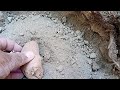 How to grow Potato plant
