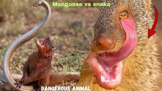 snake and mongoose fight video | amitdevkush33