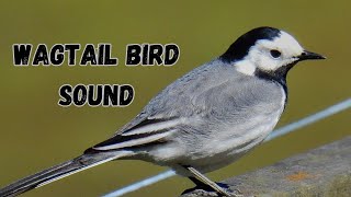 Wagtail Bird Sound | Wagtail Bird Call | Wagtail Bird Song