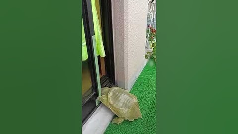 Turtle Opens Sliding Door on His Own and Gets Inside #shorts #turtles