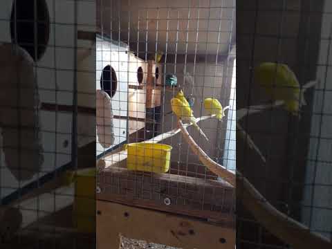 Video: Hamsterlarni tozalashning 3 usuli