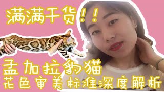 【品相识别】分享几点能够帮你判别孟加拉豹猫花色品相的办法 by  Milk Group Zi 53 views 3 months ago 6 minutes, 50 seconds