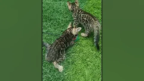 Watch the video about CH Daenerys litter A - bengal kitten female 7 weeks old