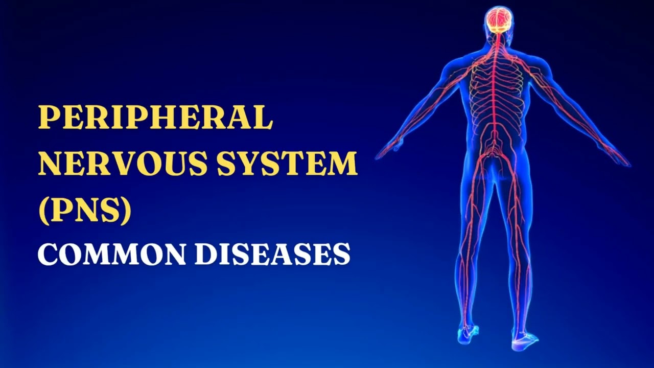 Peripheral Nervous System Common Diseases
