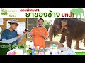 รอบรู้เรื่องช้าง By หมอตุ๊ก EP.13 ตอนพิเศษ#1 ยาของช้าง บทนำ | TheChangChannel