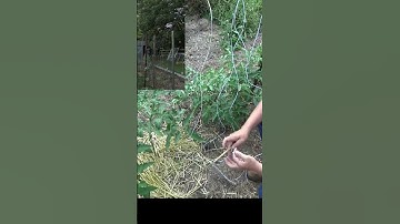 How to set a string for a tomato trellis #shorts #garden #mulch