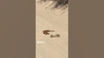 Мангуст против свирепой Гадюки. Mongoose vs ferocious Viper.