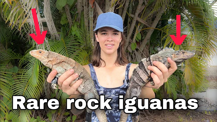 Day 14 - Rare iguanas take over public golf course...