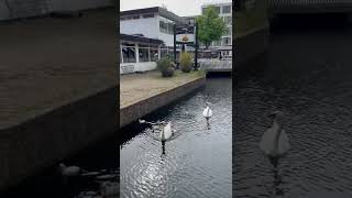 Swans with chicks