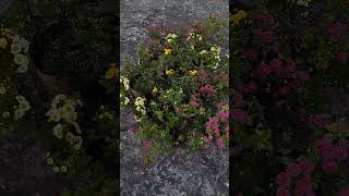 Beautiful chrysanthemums(chamanthi) flowers #music #beautiful #naturelovers #flowers