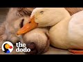 For Anyone Who Needs A Little Love This Valentine's Day | The Dodo