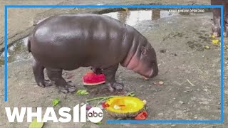 Beloved hippo Moo Deng predicted Trump would win US presidential election