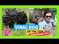 ✅ VIRAL DOG of TIK TOK HUNGARIAN PULI 😉 の動画、YouTube動画。