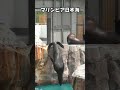 トドの赤ちゃんとその家族 #shorts #sealions #aquarium