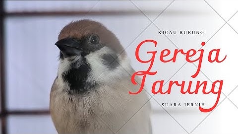 Top Masteran Gereja Tarung Ngeroll Abis Durasi Panjang Suara Jernih | Kicau Tembak