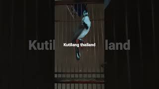 Download Lagu kutilang Thailand gacor MP3