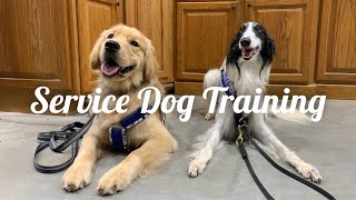 Service Dog Training Vlog (rusty from Covid) by Airbender Dogs 936 views 3 years ago 3 minutes, 21 seconds