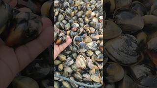 Collecting Thousands of mussels #shorts